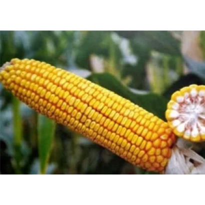 Желтая кукуруза на фоне зелени - И 3737