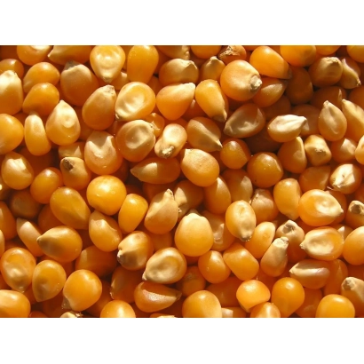 Крупный план желтых зерен кукурузы - И 3911