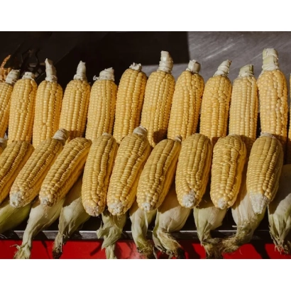 Ряды свежей кукурузы на красном фоне - И 4141