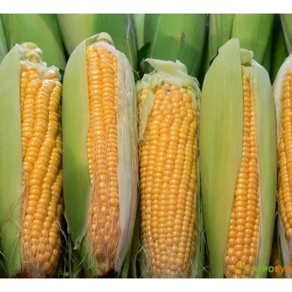 Свежая кукуруза в шелухе - И 4739