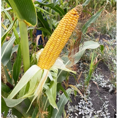 Свежий початок кукурузы на растении в поле - И 4930