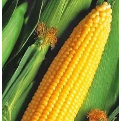 Желтая кукуруза на фоне зеленых листьев - ИДА МГТ