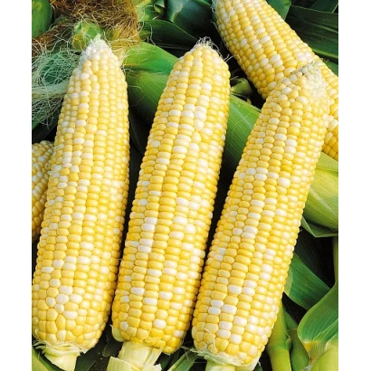 Свежие початки кукурузы ИФА 4226 на фоне листьев