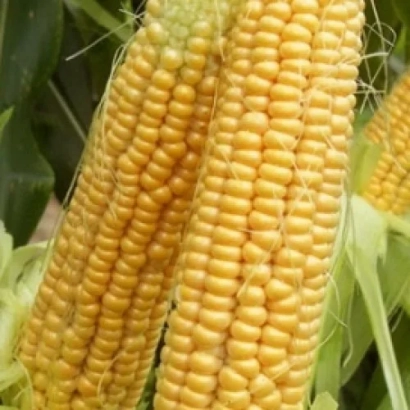 Свежие желтые початки кукурузы на фоне листьев - Игорив 290 СВ