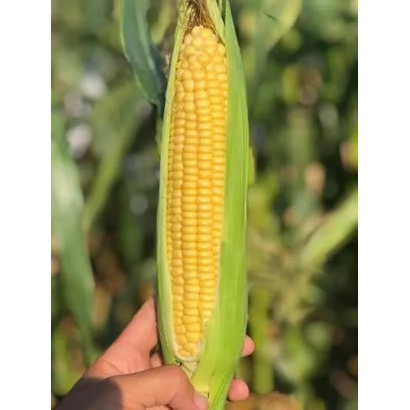 Свежий початок кукурузы IMPRESSIVO на фоне зелени - ИМПРЕССИВО