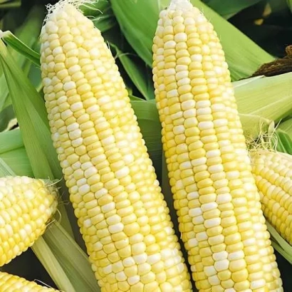 Свежая кукуруза на фоне листьев - Ингульский