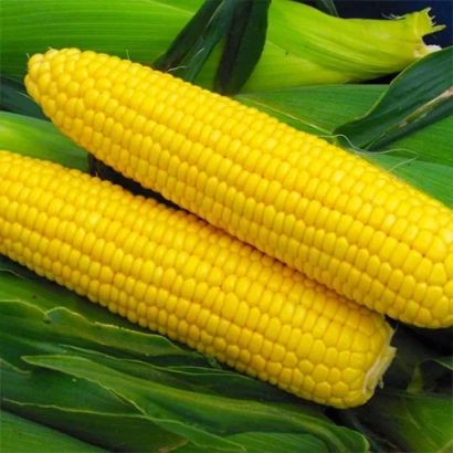 Two yellow corn cobs on a background of green leaves - Innagua