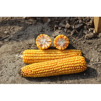 Два початка кукурузы ИР 180 на земле