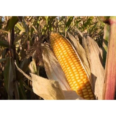 Золотой початок кукурузы ИР 201 на фоне листьев