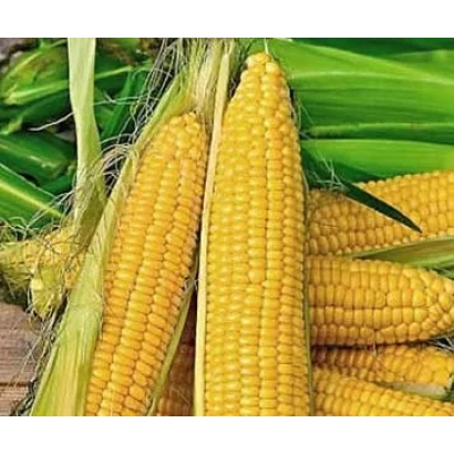 Свежая кукуруза в шелухе - ИР 401