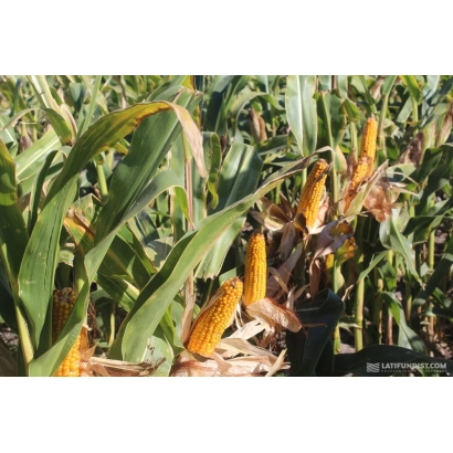 Кукуруза в поле, зрелые початки на фоне листьев - Исида