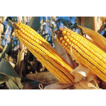 Свежая кукуруза Иветта на стебле