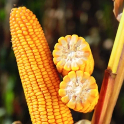 Свежая кукуруза с двумя поперечными срезами, демонстрирующими внутреннюю структуру зерна. - Янус