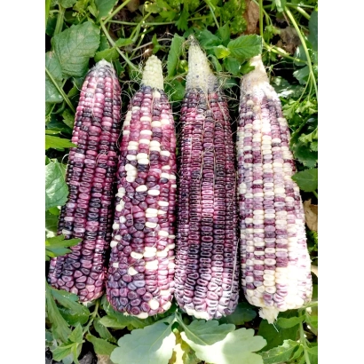 Четыре початка кукурузы Жерико на фоне зелени