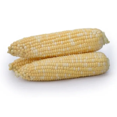 Два початка кукурузы на белом фоне - ЙИБ 09796 ЦМ