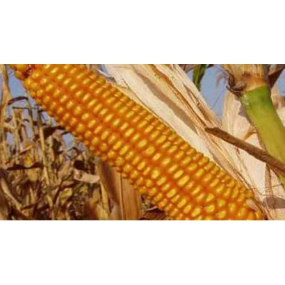 Созревшая кукуруза на стебле - К 140