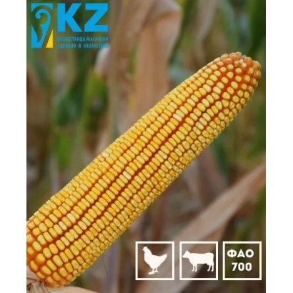 Кукуруза K 2577 A X K 2579 A на фоне поля - К 2577 А Х К 2579 А