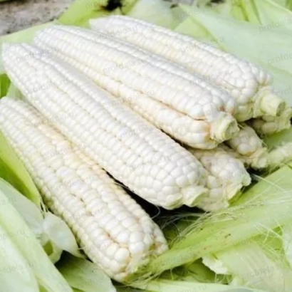 Свіжа кукурудза Кабардинська біла зубоподібна