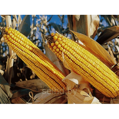 Свежие желтые початки кукурузы на фоне листьев - Кадр 195 СВ