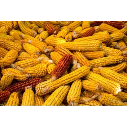 Корни кукурудзи на землі - Кадр 397