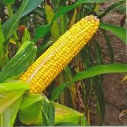 Corn on the plant without packaging or label - CORN 447 MV