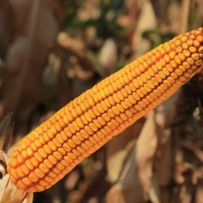 Свежий початок кукурузы Каифус на фоне поля