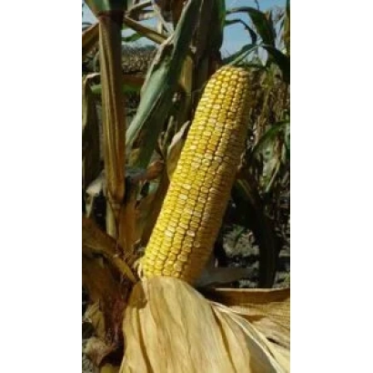 Свіжий початок кукурудзи сорту КАМІЛЛА СВ на фоні листя