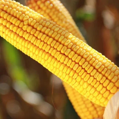 Желтая кукуруза на фоне поля - КАРПАТИС