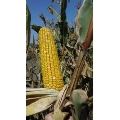 Жовта кукурудза на стеблі на фоні листя - КАВКАЗ 575 МВ