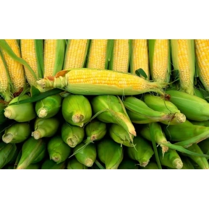 Свіжа кукурудза в колосах - КАВКАЗ 587 МВ