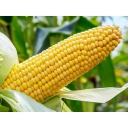 Желтая кукуруза на фоне зеленых листьев - КД 39