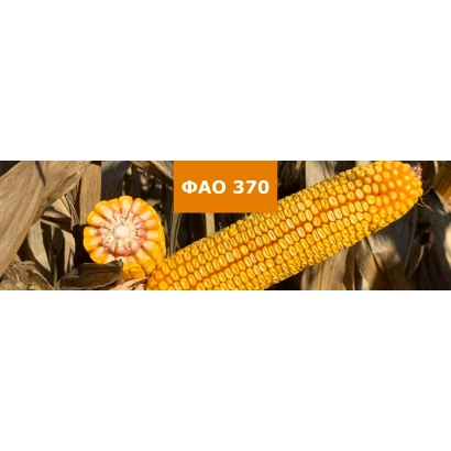 Желтая кукуруза сорта ФАО 370 на фоне листьев - Керала