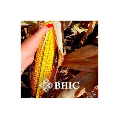 Коробка с кукурузой BHIC - Кицманский 215 СВ