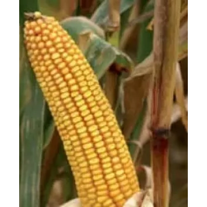 Созревшая початок кукурузы на стебле - Киевский 197