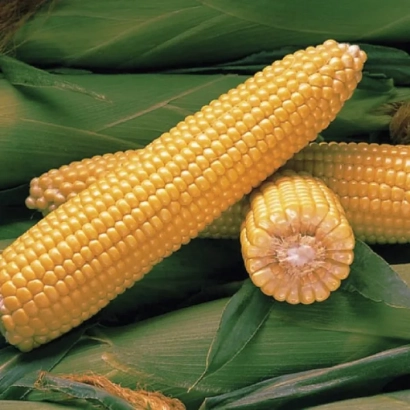 Желтая кукуруза на фоне зеленых листьев - Киодас