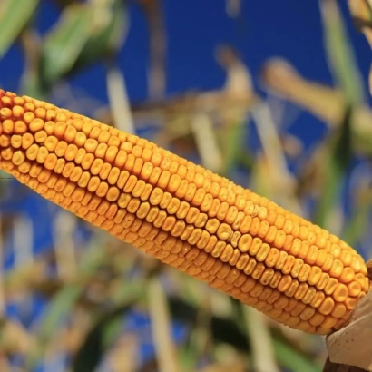 Golden corn cob against green leaves and blue sky - Kiparus