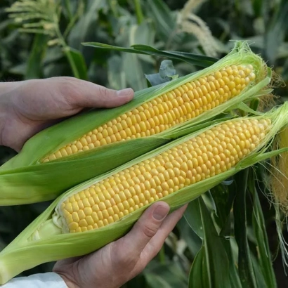 Две початки кукурузы сорта Кишкун 4368 (Лиза) в руках на фоне растений