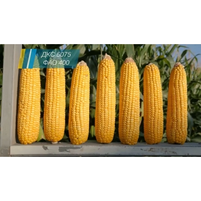 Yellow corn cobs of variety KL 7203 MV against green foliage