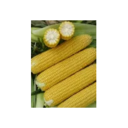 Yellow corn on the cob - CL 7405 UM