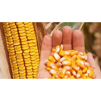 Corn cob and kernels CL 7407 UM