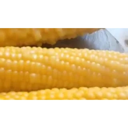 Fresh corn in husk - CL 7408 UM