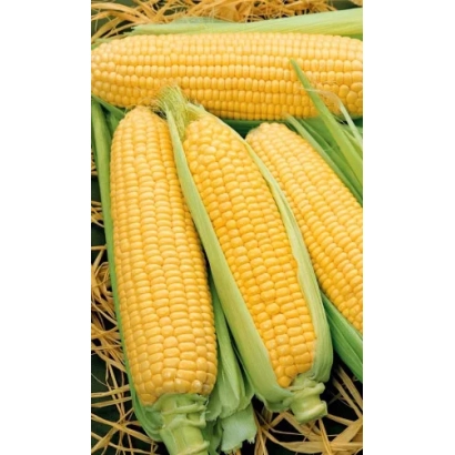 Yellow corn on straw - KL 7427 UM