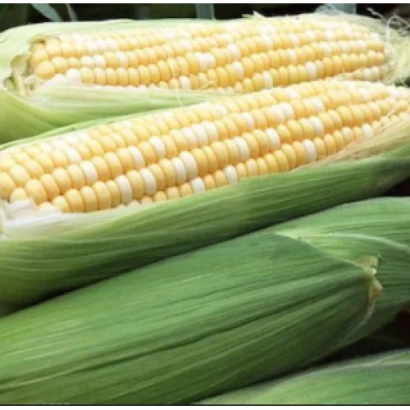 Fresh corn cobs - KL 7602 MV