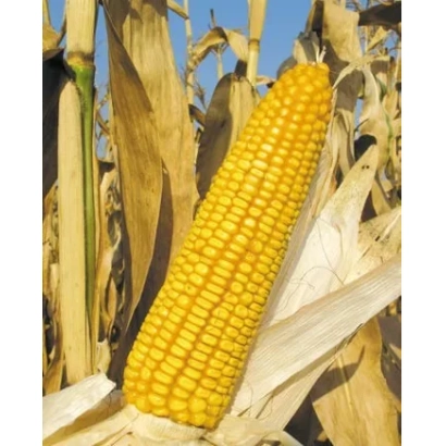 Fresh corn cob against dried leaves - KL 7701 MV