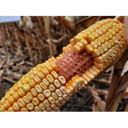 Mature corn cob of variety KL 7901 MV against dry stalks