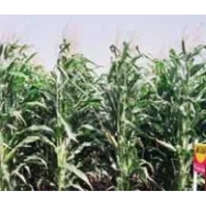 Field of corn Clarity CS