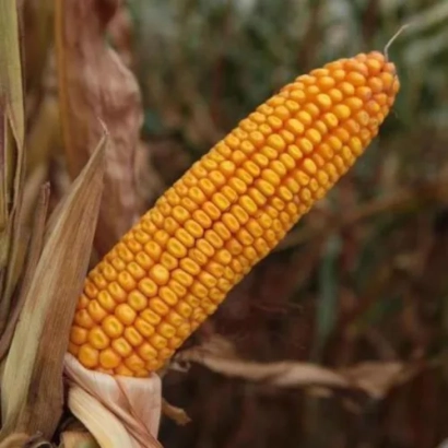 Жовта кукурудза на фоні листя - КЛАСИКС