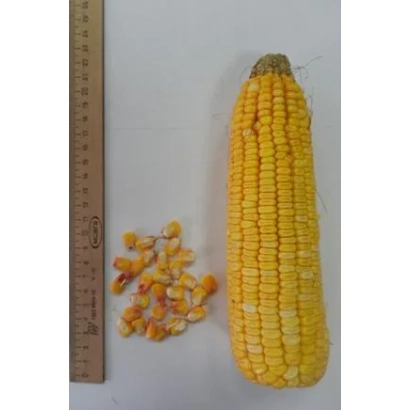 Желтая кукуруза с зерном и линейкой для измерения - КЛИНОК