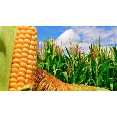 Крупный план початка кукурузы на фоне зелёного поля - КМ 2120