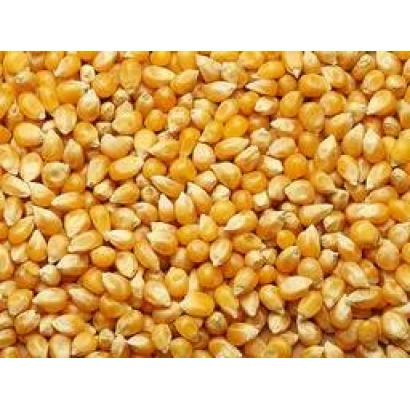 Крупный план желтых зерен кукурузы - КМ 2150